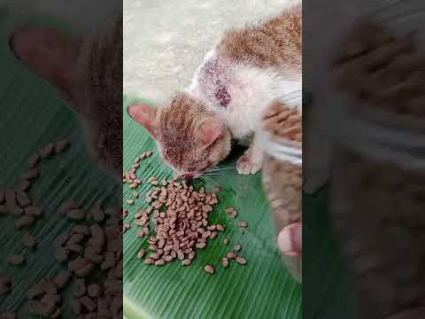 Alhamdulillah Boyy Sekarang Bebas | Boyy Bahagia sekali ngajak Bermain | Tidak Dikarantina lagi !!