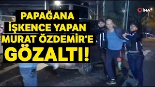 Papağana İşkence Yapan Murat Özdemir Gözaltına Alındı