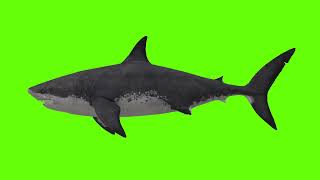 Green Screen Chroma Key Animal 4K Megalodon Shark