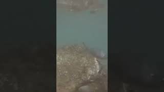 Fish Grunts Fish Sound Effect Fish Sound Name