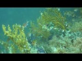 Diving Atami