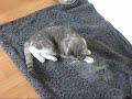 kitty