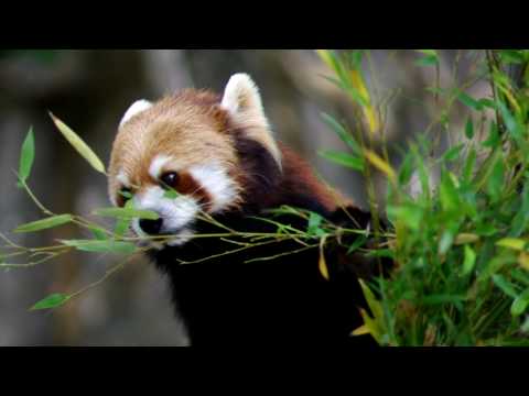 笹を食べるレッサーパンダ（Lesserpanda）