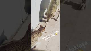 Kedi Köpek Kavgası Yok Ortaklaşa Yiyeceksiniz