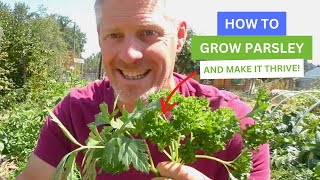How To Grow Parsley And Make It Thrive