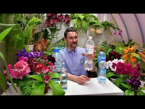 О поливе растений минеральной водой