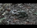 ヒキガエルが大ミミズを食べる！！ Big frog eat big earthworm