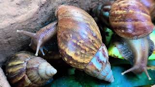 Snails, More Than Just Slow, Unveiling The Surprising Facts