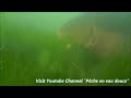 Big Carp Takes My Bait Underwater With Catfish images Big Carp Takes My Bait Underwater With Catfish