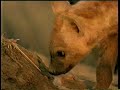 Predadores Selvagens Hiena Parte 3 images Predadores Selvagens Hiena Parte 3