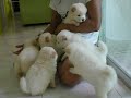 CHOW CHOW PUPPIES
