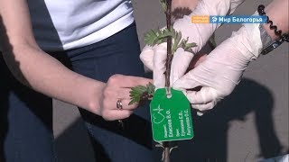 Видео «Аллея здоровых сердец» появилась в Старом Осколе от Мир Белогорья, Молодёжная аллея, Старый Оскол, Россия
