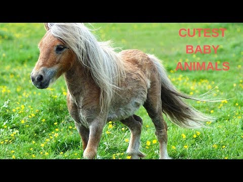 2019 Cutest Baby Animals Ever Video Compilation Funny Cute Baby Animals #2