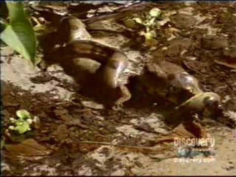 anaconda eats man. anaconda swallows caiman