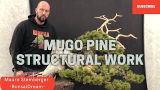Mugo Pine Structural Work