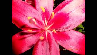 Bloom (Full Prelude Version)