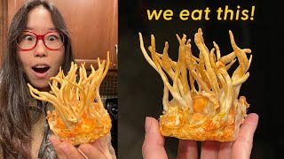 Growing Cordyceps Mushrooms At Home Episode 3