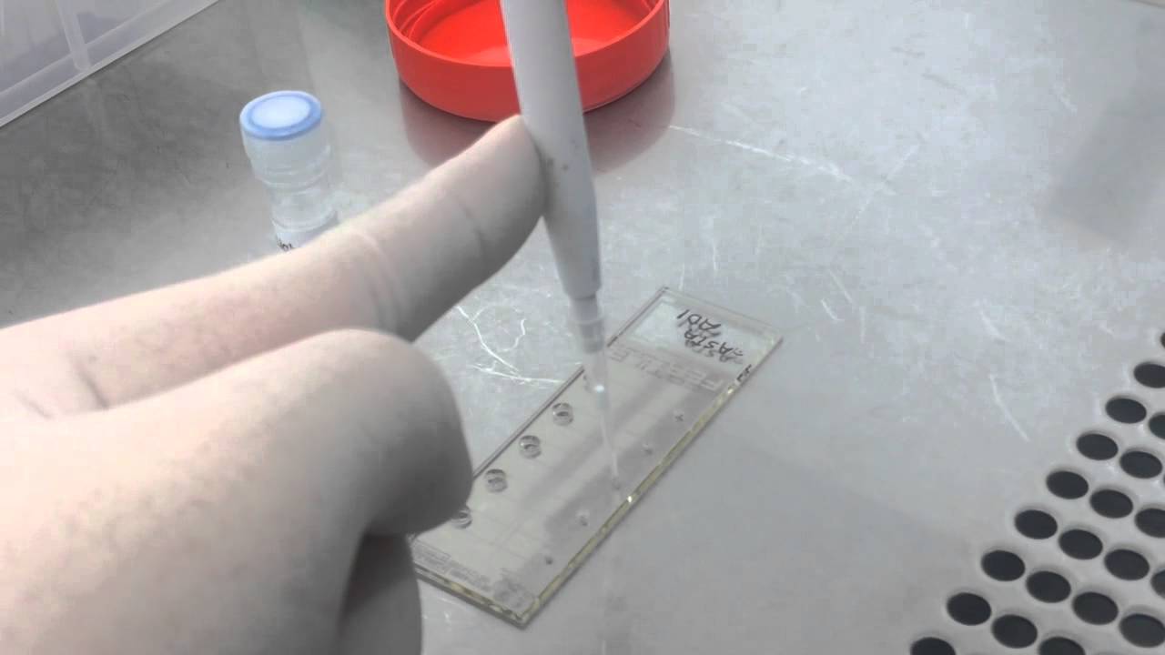 Microsort sperm sorting