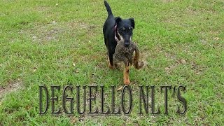 German Jagdterrier Taita Aluminium