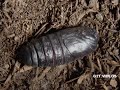 5 Binatang Dengan Wujud Menyeramkan images 5 Binatang Dengan Wujud Menyeramkan