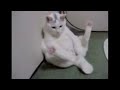 جلق زدن گربهIncredile! The Sex Cat!!!