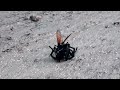 Tarantula VS Pepsis Wasp (Tarantula Hawk)