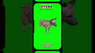 Hyena Video Green Screen. Chromakey Footage Animation.