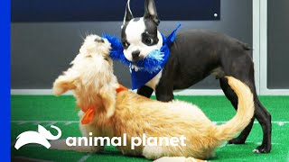 The First Touchdown Of Puppy Bowl Xvii