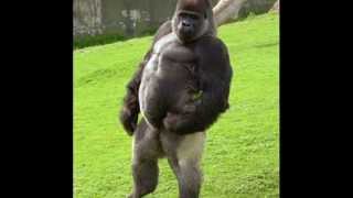 Australopithecus Afric