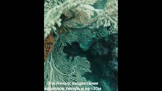 Обесцвечивание Кораллов Теперь И На Глубине 35 М