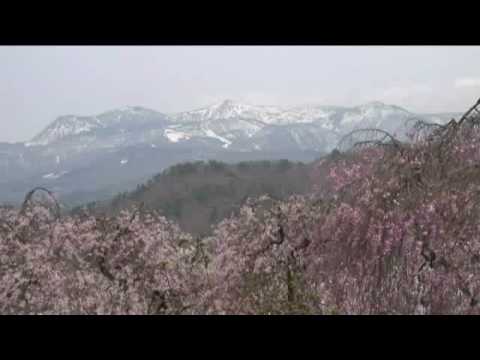 上山城（10）　残雪の蔵王連峰としだれ桜