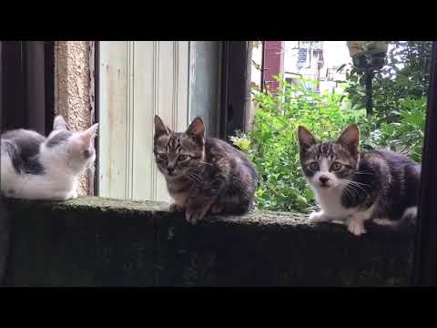 野良猫　野良猫の子猫たち🐱が遊びに来てくれた🤓