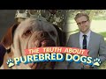 The Bizarre Truth About Purebred Dogs (and Why Mutts Are Bett...