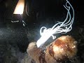 Sea Cucumber expelling its intestines