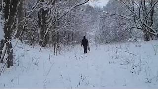 Hunting For A Wild Boar With Dogs In The Winter.