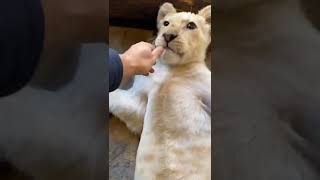 What Happens When You Tickle Lioness