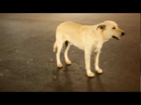 Crowd Pleaser Video