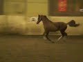 Bongo goes crazy