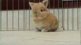 Watch Parry Gripp Baby Bunny video