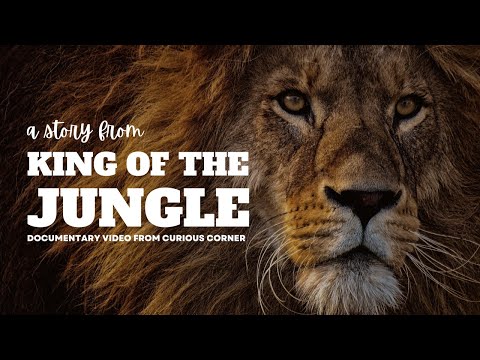 Why Is the Lion King of the Jungle? | Unraveling the Royal Status