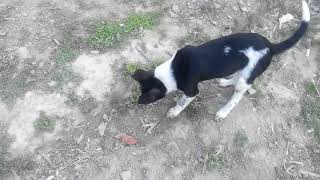 funny dog | Cutest dog in the world | Cute dogs clips