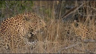 Watch Cub Mom And Dad video