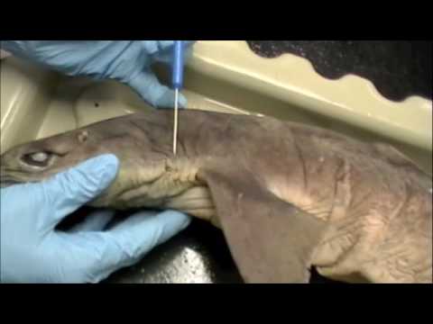 Chondrichthyes Internal Anatomy Dissection (Dogfish) Chondrichthyes Internal Anatomy Dissection (Dogfish)