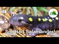Spotted Salamanders: Everything You Need To Know! ~ 4k