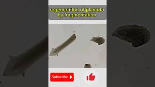 Regeneration Of Planaria By Fragmentation