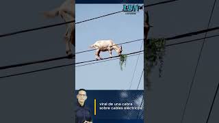 Insólito Se Hace Viral Una Cabra Cndo Sobre Cables Eléctricos Y Comiendo Plantas En Lo Alto