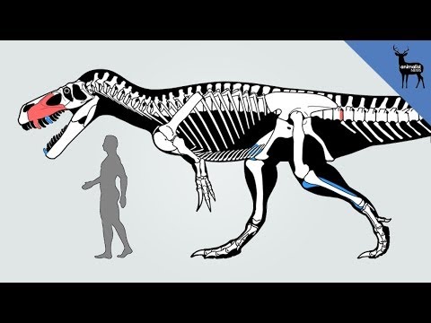 New Dinosaur Discovered in Portugal! New Dinosaur Discovered in Portugal! klip izle