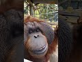 Orangutan Eats Popcorn Treat.