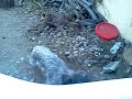 Jack the dog digging