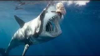 Ölümcül Kıyılar Köpekbalığı Belgeseli Nat Geo Wild Türkçe Dublaj Beglesel Fullhd